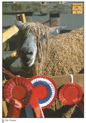 The Champ postcards